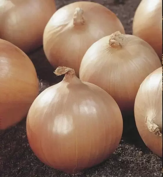 Лук Вольф: сладкий и высокоурожайный гибрид для всех регионов