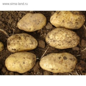 ��������� ����: ������������� ������� ��� ����� � ����������