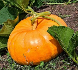 ��������� �����: ��� ������� ����, ����������� ������ � ��������� ������