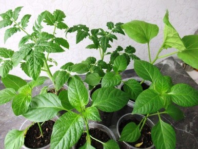 �������� ���������: ��� ���������� �������� ������� ���������, ������ � ����������