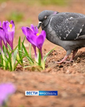 Весна в объективе. Если вы еще не успели насладиться теплыми и солнечными деньками, пора брать пример с голубя