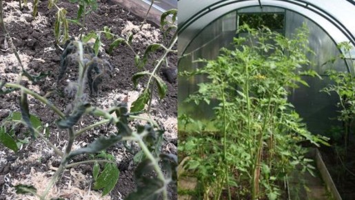 ��� ��������� ������� ������� � �������� ������� �����������: ������������ ������ �� ��������