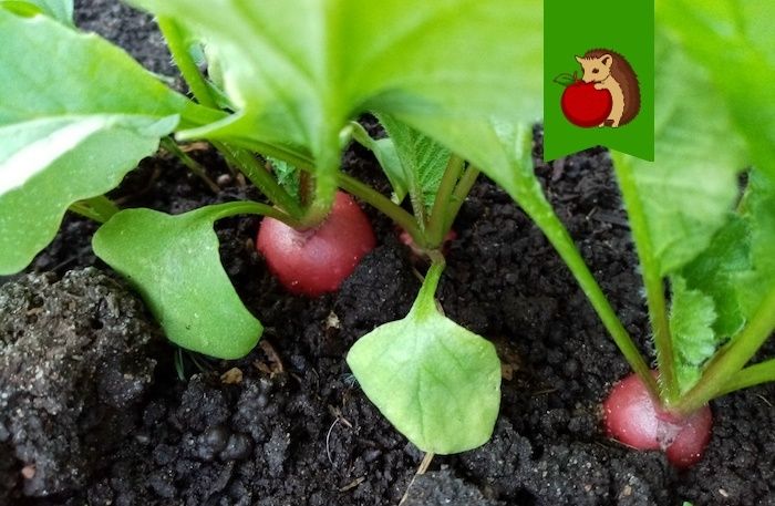 ��� ��������� ������� �����: ��� ����������� ������� ��� ������� �������