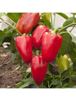 ����� ���������: ������������ ������ � ����������� �������