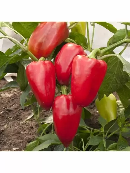 Перец Император: ультраранний гибрид с выдающимися вкусами