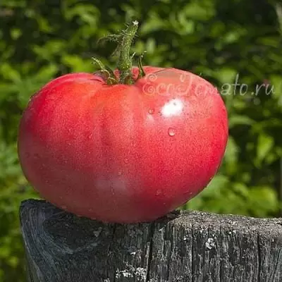 Томат Зимаревский великан: секреты успеха для сибирского огорода