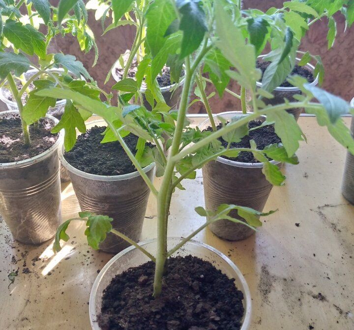 ������� ��������� ������ �������: ��� ������ � ������� ����� �������� ��� ������