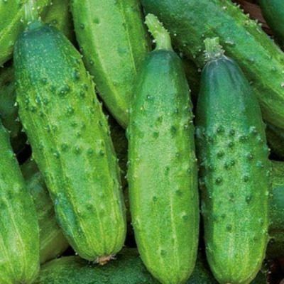 ������ �����: �������������� ������ ��� ����������� ��������