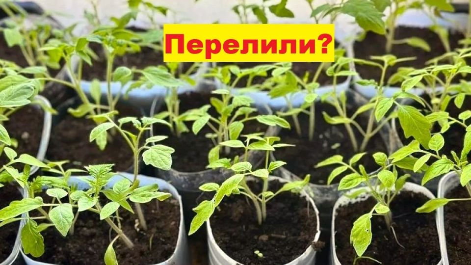 ��� ������ ������ �� ��������������: ���� ������� ��������� � ����������� ����