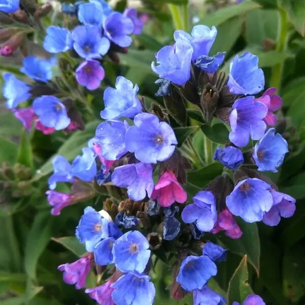 Медуница: яркий союзник вашего сада