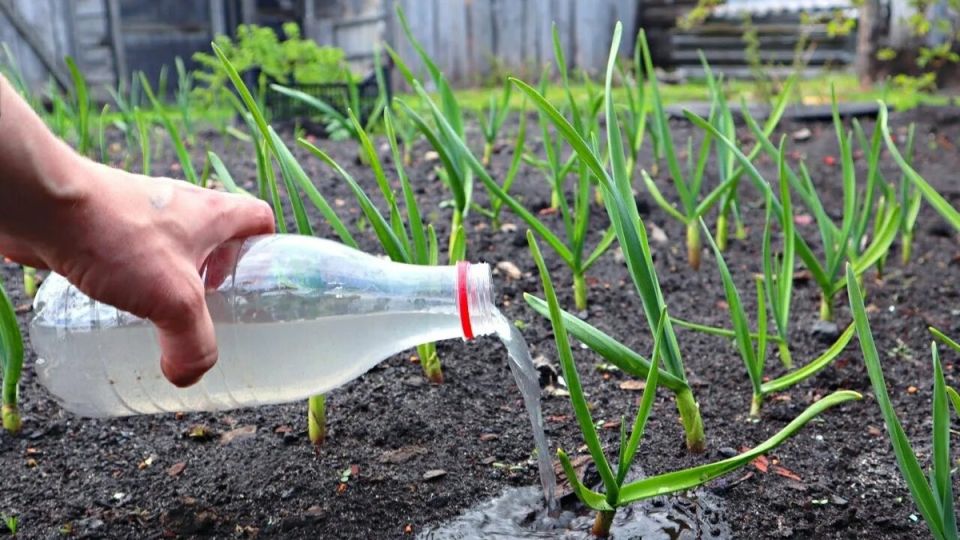 ���� �� ������ ��������: ������� ������ ��� �������� ������