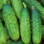 Огурец Родос: востребованный гибрид для плодородных огородов