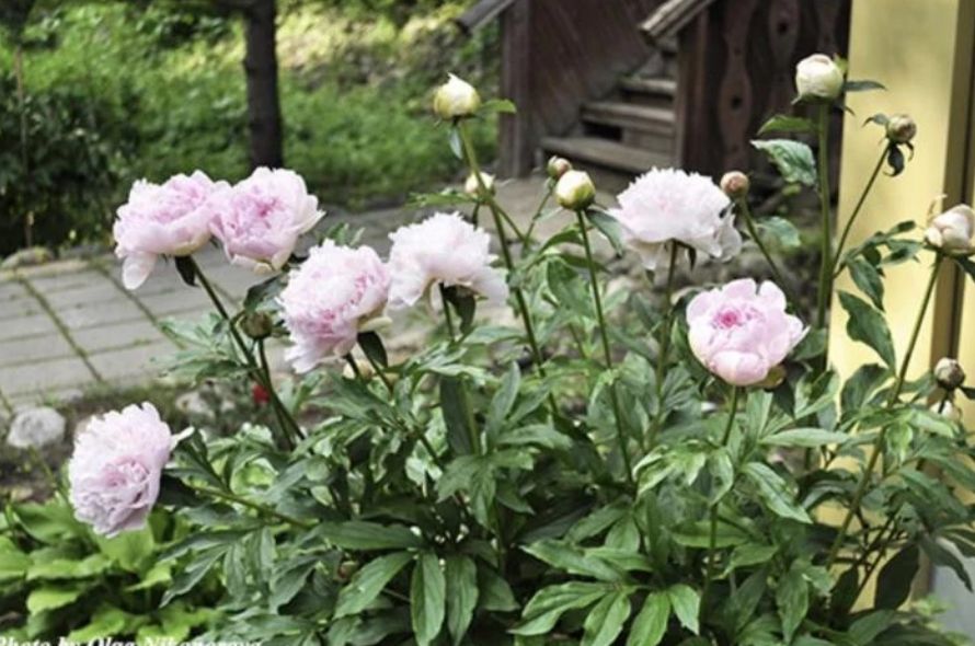 ������� ���� �� �������: ������� ���������� ������� � ���������