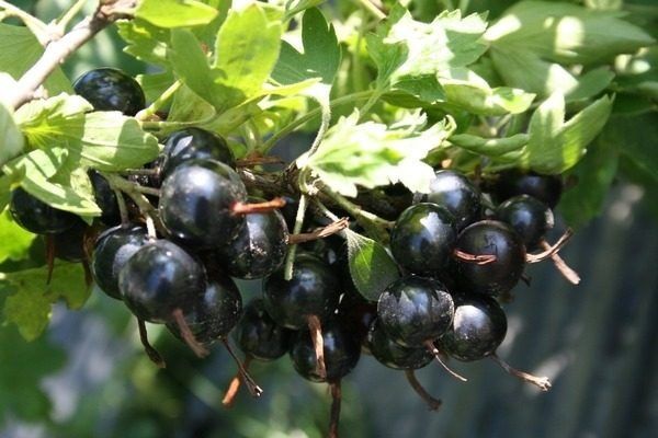 ׸���� ��������� �����: ������� ��������� ����� �� �������