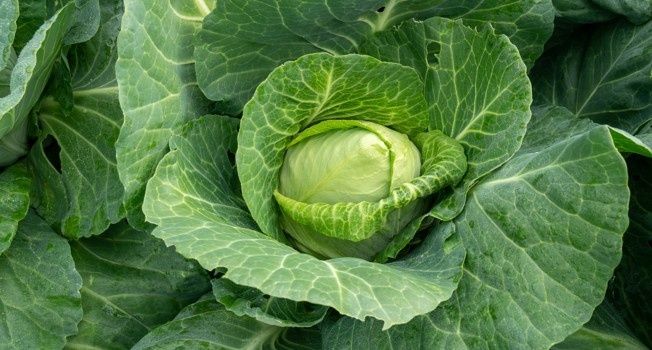 ������� ��� ����� ���������������� �������: ��� ����� �� ���� �������