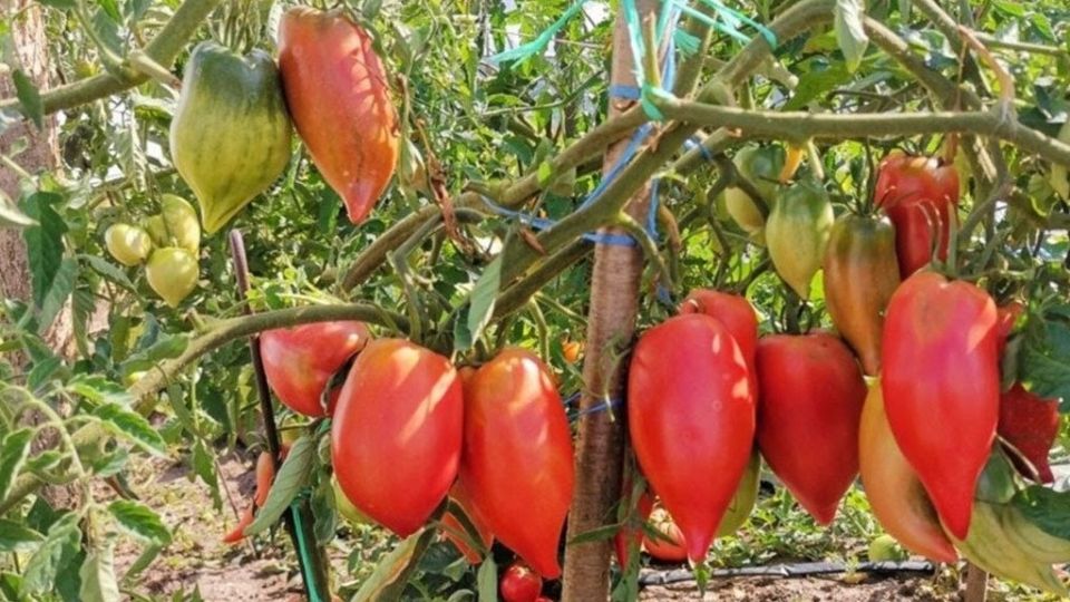 ������ ��� ������ �������: ��� �����, ������� ����� ����������� � ����� ������