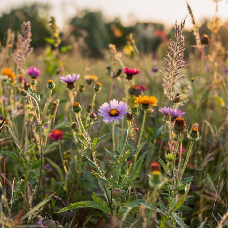 �������: ���������� � �������� � �� ��������