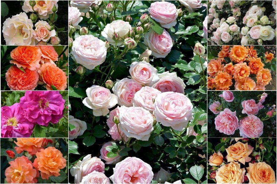 ��� ������ �����: 6 �������� ������������