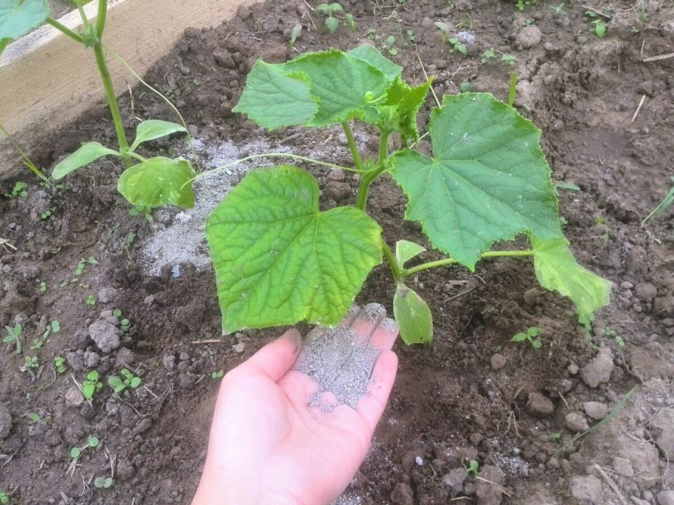 ����� � �����������: ��� ������� ������� ������� ������ �������