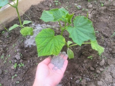 ����� � �����������: ��� ������� ������� ������� ������ �������