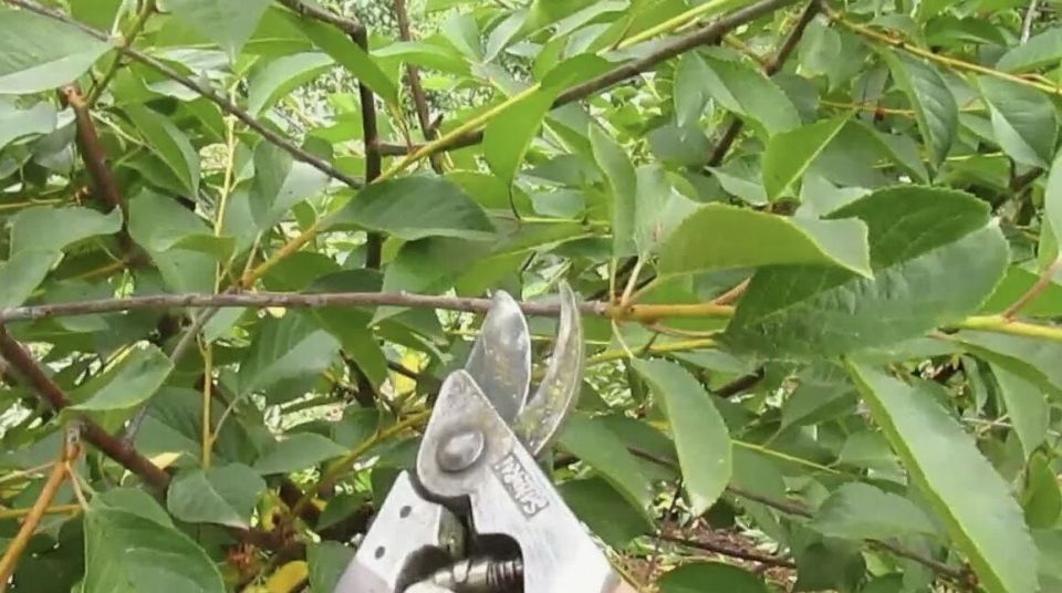 ������ ������� �����������: ������ ��� ��������� ����� �� ������, ������ � ���������