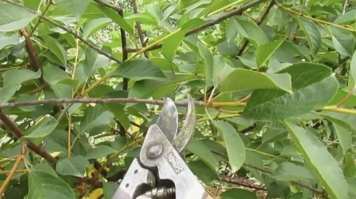 ������ ������� �����������: ������ ��� ��������� ����� �� ������, ������ � ���������