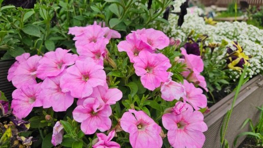 ��� �������� 100% ��������� �������: ������� � ����������� �����