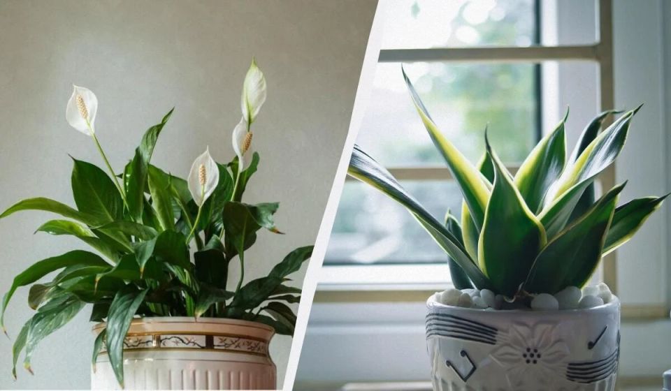 ��� ��������� �������� ������� � �������� � ������� ������