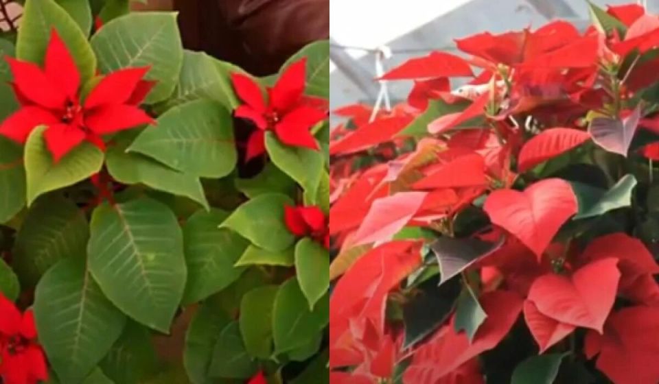 ���� �� �����������: ������ �� ���������