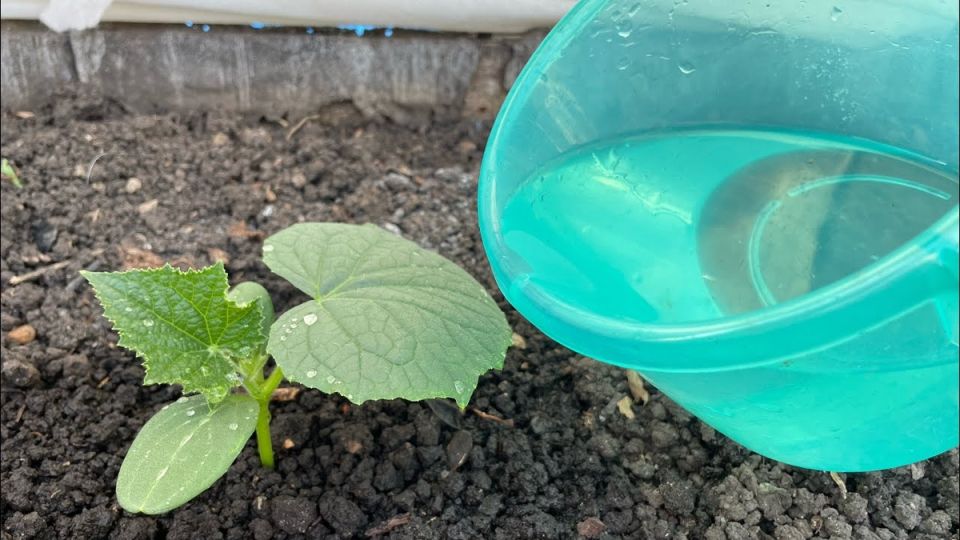 ��� ��������� �������� ������ � �������: ������� ��� �������� ������