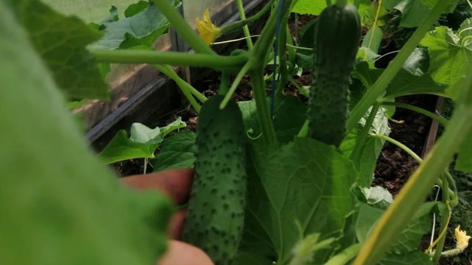 ������� ������ ������� �� ������� �������: ��� �������� ������ � �������� ������