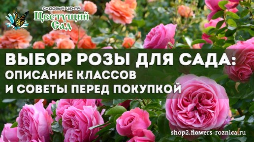 ��� ������� ��������� ���� ��� ������ ����: ������� � ������������