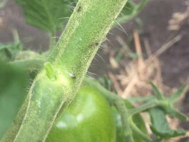 ��� �������� ������ ����� �� ���������: �������� ������ ���������