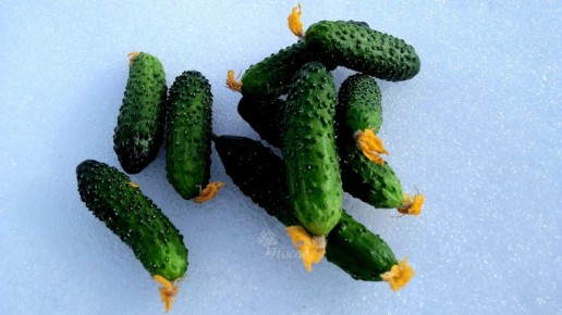 ��� ���������� � ������������: ������� ������ �� ��������� �������