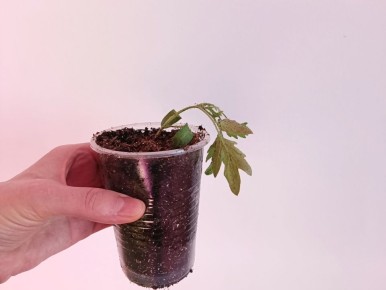 ��� ����������, ���� �� ������� ������ ��������: ������ ������ �� ������������� �������