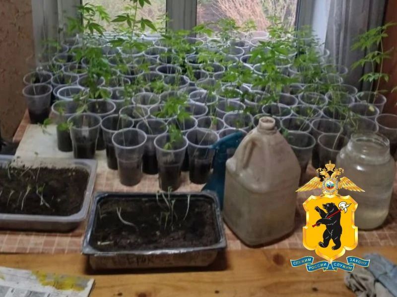 Борисоглебскими оперативниками изъято порядка 300 растений конопли, которые выращивала местная наркопотребительница Борисоглебскими оперативниками изъято порядка 300 растений конопли, которые выращивала местная наркопотребительница
