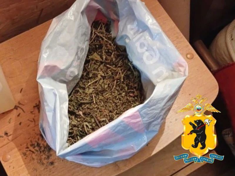 Борисоглебскими оперативниками изъято порядка 300 растений конопли, которые выращивала местная наркопотребительница Борисоглебскими оперативниками изъято порядка 300 растений конопли, которые выращивала местная наркопотребительница