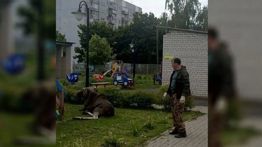 В Ярославле лось зашел на территорию детского сада в Заволжском районе