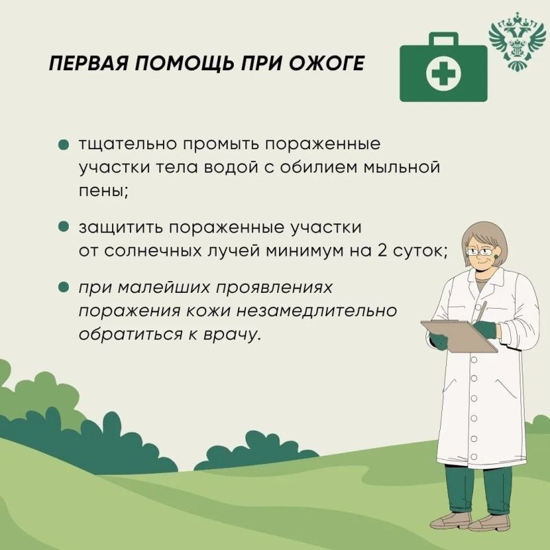 Растение борщевик Сосновского — опасно и токсично Растение борщевик Сосновского — опасно и токсично