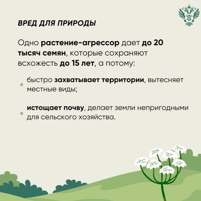 Растение борщевик Сосновского — опасно и токсично Растение борщевик Сосновского — опасно и токсично