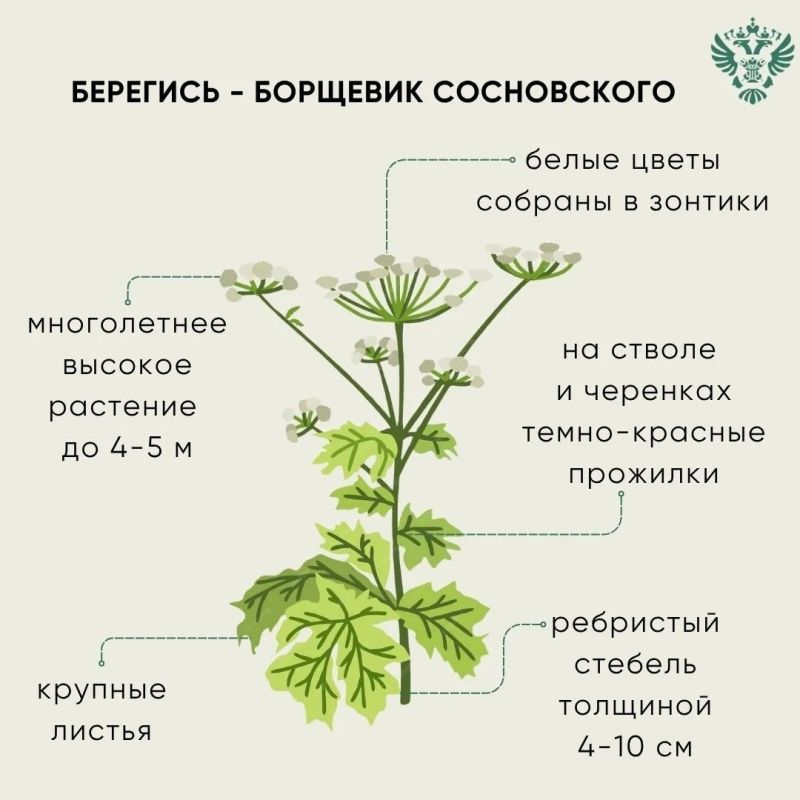 Растение борщевик Сосновского — опасно и токсично Растение борщевик Сосновского — опасно и токсично