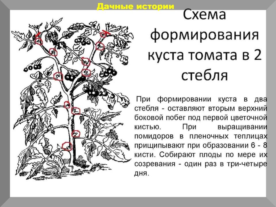 Уход за томатами: секреты успешного урожая