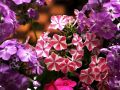 Цвет аметиста: как украсить сад без лишних хлопот