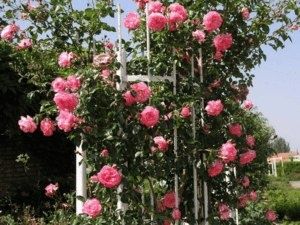 Плетистые розы: зимостойкие сорта для цветущего сада круглый год