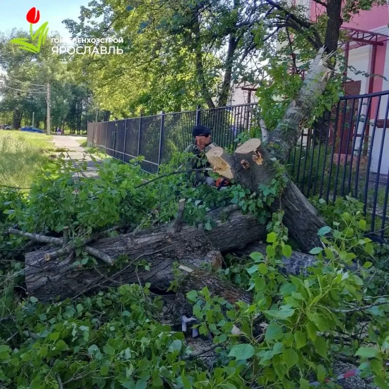 В Ярославле спиливают пострадавшие от сильного ветра деревья В Ярославле спиливают пострадавшие от сильного ветра деревья