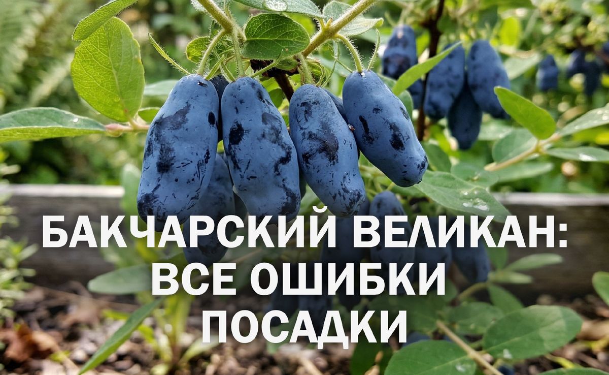 Жимолость Бакчарский великан: как вырастить ягоды ведром на своем участке
