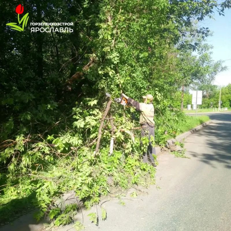 В Ярославле спиливают пострадавшие от сильного ветра деревья В Ярославле спиливают пострадавшие от сильного ветра деревья
