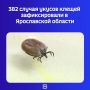 Динамика не спадает.. Данные за неделю представили в региональном Роспотребнадзоре