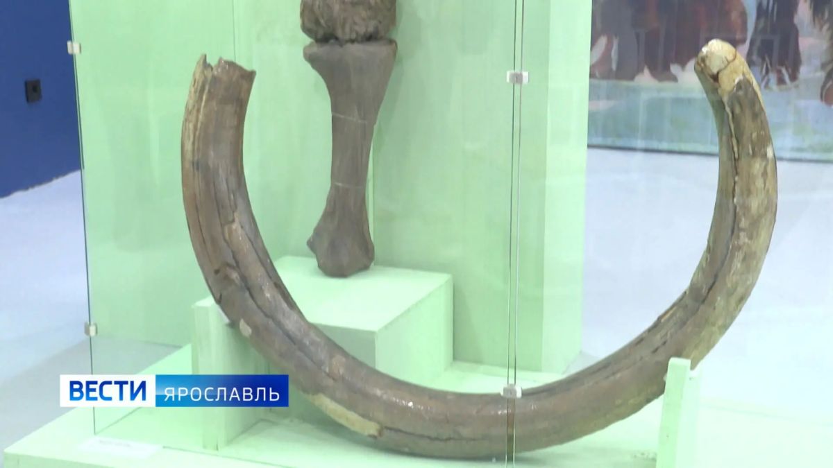 130 лет назад в Ярославле нашли останки степного мамонта 130 лет назад в Ярославле нашли останки степного мамонта