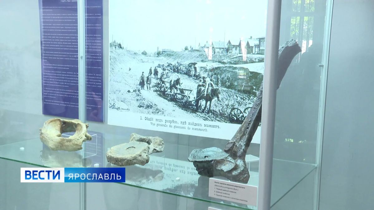 130 лет назад в Ярославле нашли останки степного мамонта 130 лет назад в Ярославле нашли останки степного мамонта